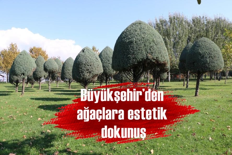 Büyükşehir’den ağaçlara estetik dokunuş