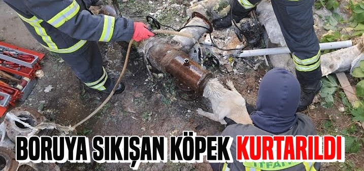 Boruya Sıkışan Köpek Kurtarıldı