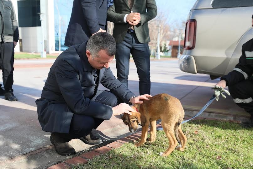 Hayvanları sadece yasalarla değil vicdanlarımızla koruyabiliriz