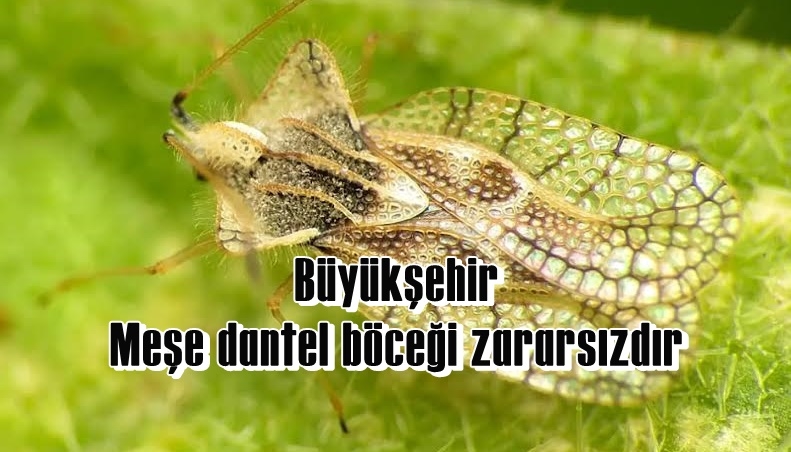 Büyükşehir: Meşe dantel böceği zararsızdır