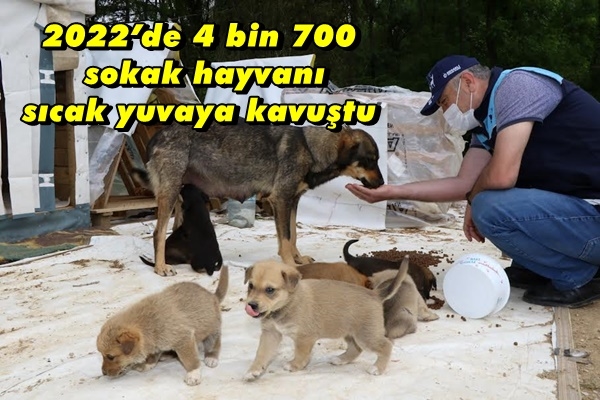 2022’de 4 bin 700 sokak hayvanı sıcak yuvaya kavuştu