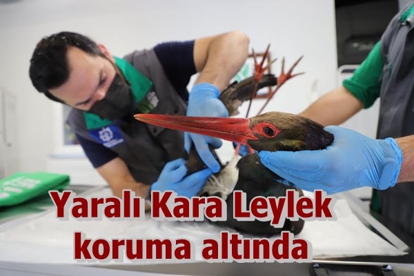 Yaralı Kara Leylek koruma altında