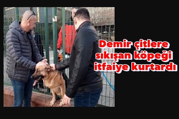 Demir çitlere sıkışan köpeği itfaiye kurtardı