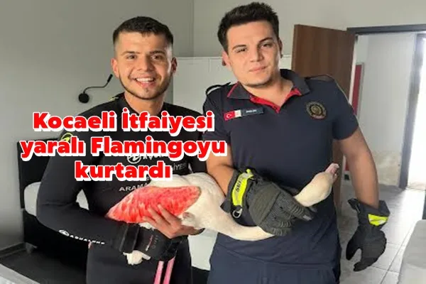 Kocaeli İtfaiyesi yaralı Flamingoyu kurtardı