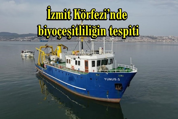 İzmit Körfezi’nde biyoçeşitliliğin tespiti