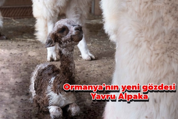 Ormanya’nın yeni gözdesi yavru Alpaka