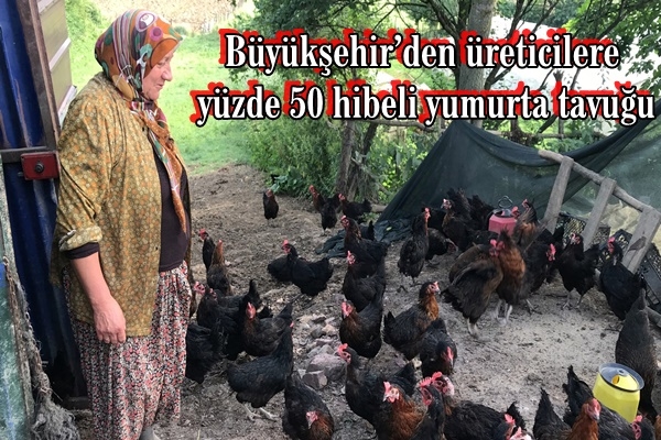 Büyükşehir’den üreticilere yüzde 50 hibeli yumurta tavuğu