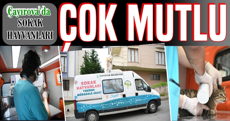 Sokak hayvanlarına yerinde müdahale