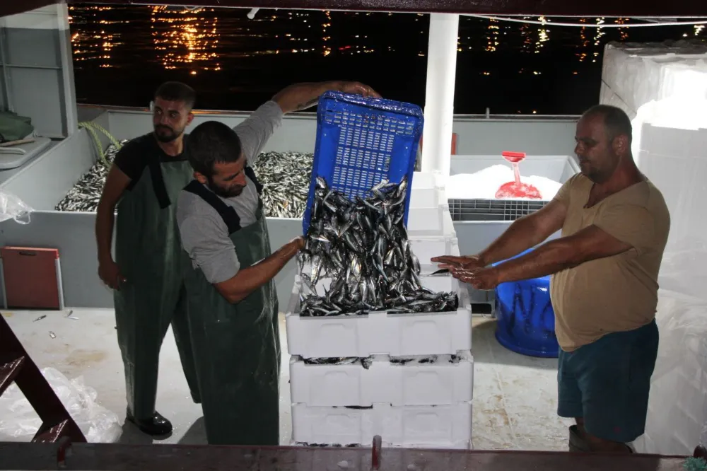 Balıkçıların ağları sezonun ilk gününde istavritle doldu