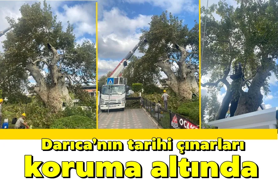 Darıca’nın tarihi çınarları koruma altında
