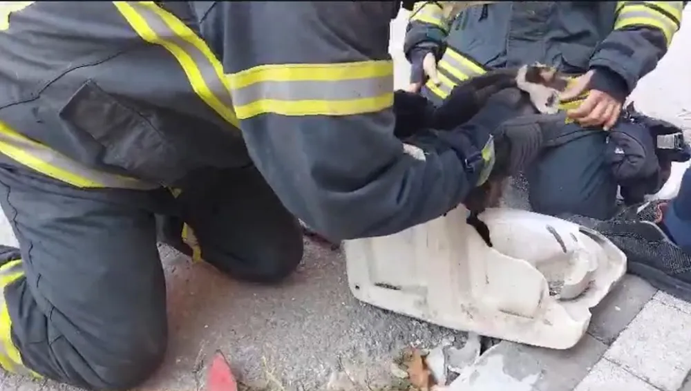 Lavaboya sıkışan yavru kedi kurtarıldı