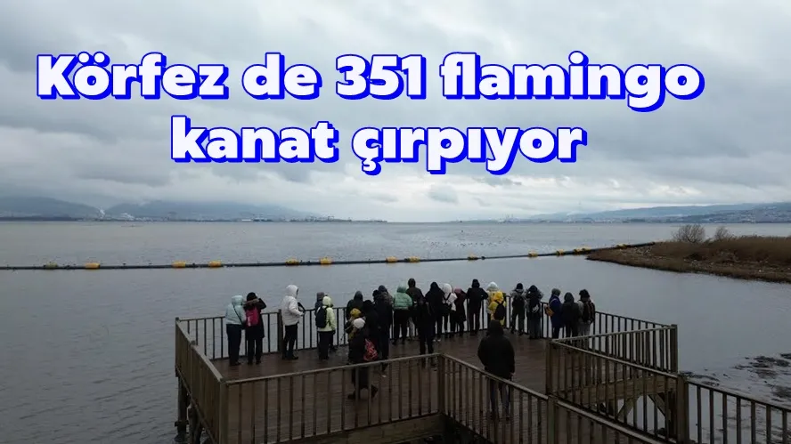 Körfez de 351 flamingo kanat çırpıyor