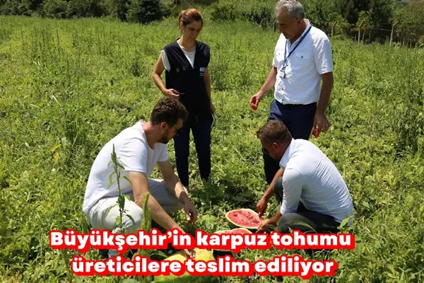 Büyükşehir’in karpuz tohumu üreticilere teslim ediliyor