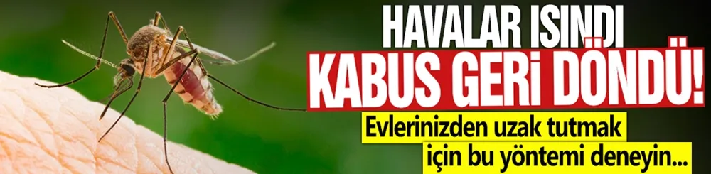 Havalar ısındı, kabus geri döndü!