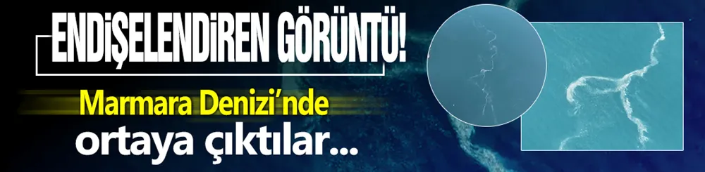 Marmara Denizi’nde ortaya çıktılar!