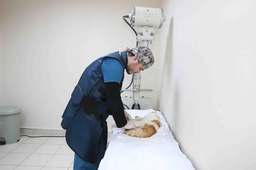 Sokak hayvanlarına şefkat