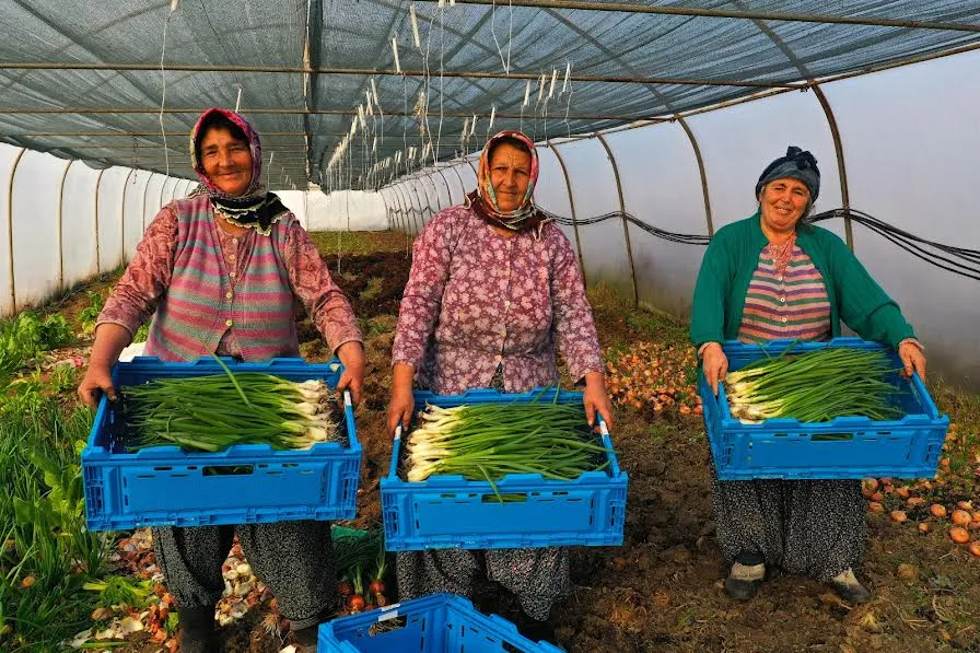Büyükşehir’den yüzde 50 hibeli sera desteği
