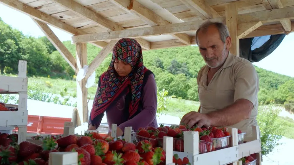 Çilekte kalitenin adresi Akçat Köyü