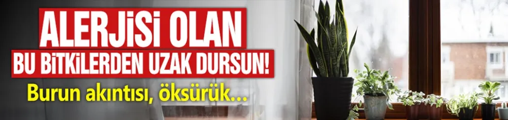 Alerjisi olan, bu bitkilerden uzak dursun! Burun akıntısı, öksürük…